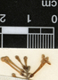 Gonzalagunia panamensis (Cav.) K. Schum., Belize, P. H. Gentle 1379, F